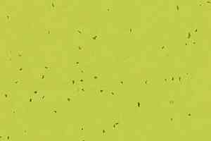 Линолеум Forbo Sphera Energetic 50214 lime фото  | FLOORDEALER